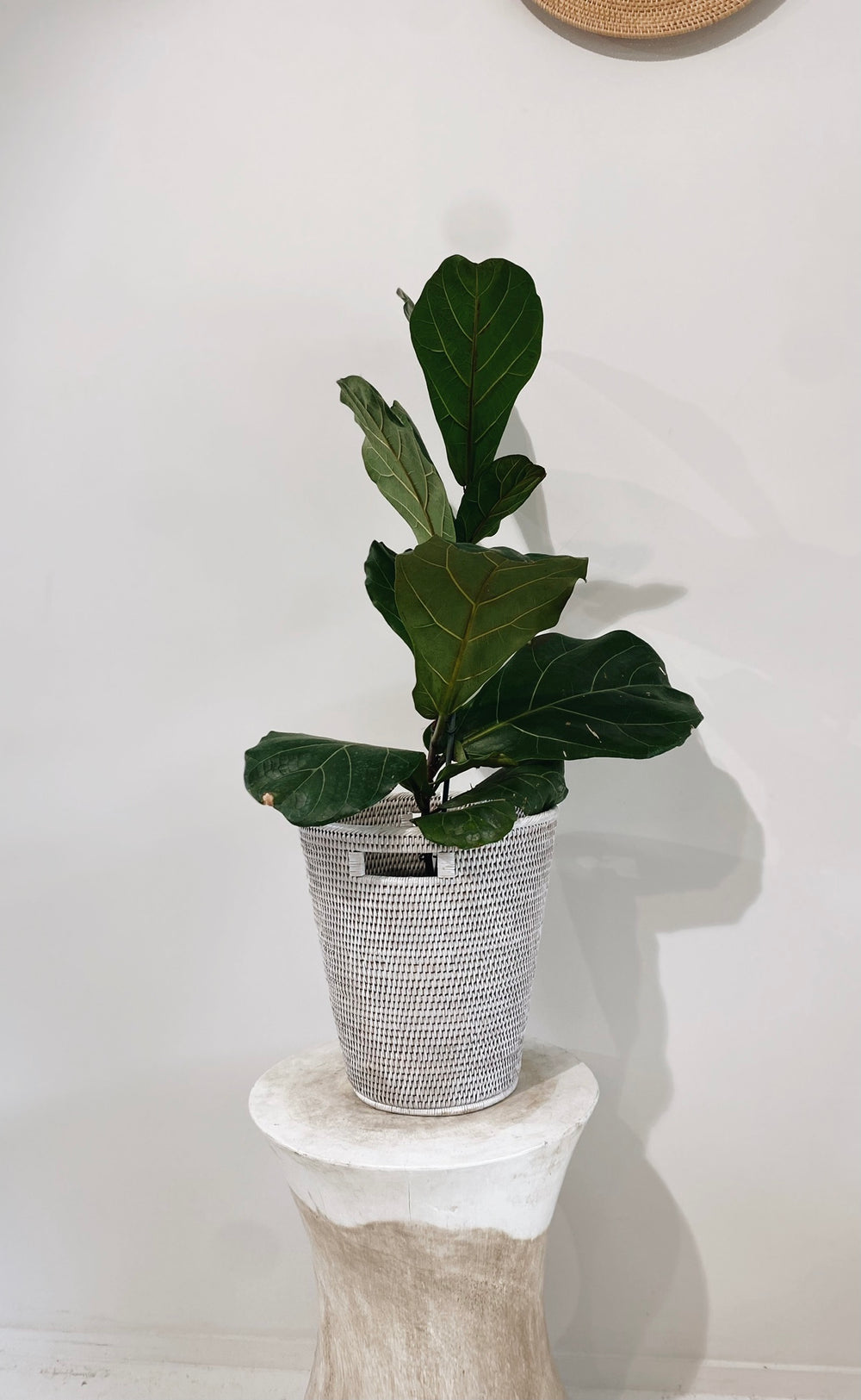Geneva Wastebasket / Plant Holder