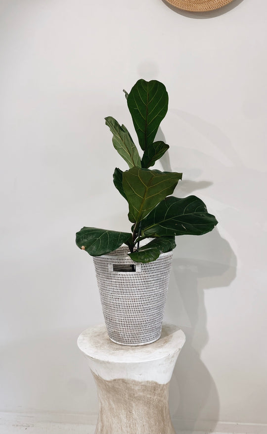 Geneva Wastebasket / Plant Holder