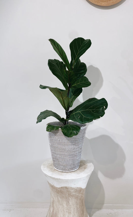 Geneva Wastebasket / Plant Holder