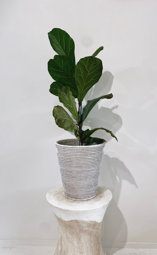 Geneva Wastebasket / Plant Holder